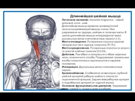 Длиннейшая шейная мышца Латинское название: iliocostalis-longissimus - самый длинный; cervix -