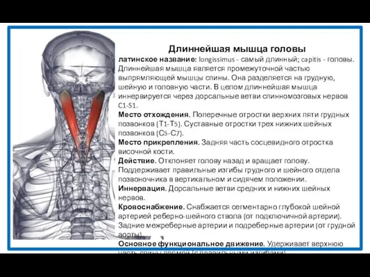 Длиннейшая мышца головы латинское название: longissimus - самый длинный; capitis -