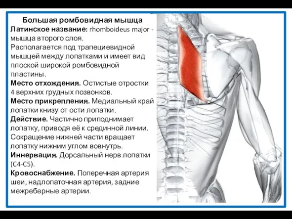 Большая ромбовидная мышца Латинское название: rhomboideus major - мышца второго слоя.