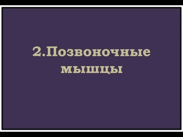 2.Позвоночные мышцы