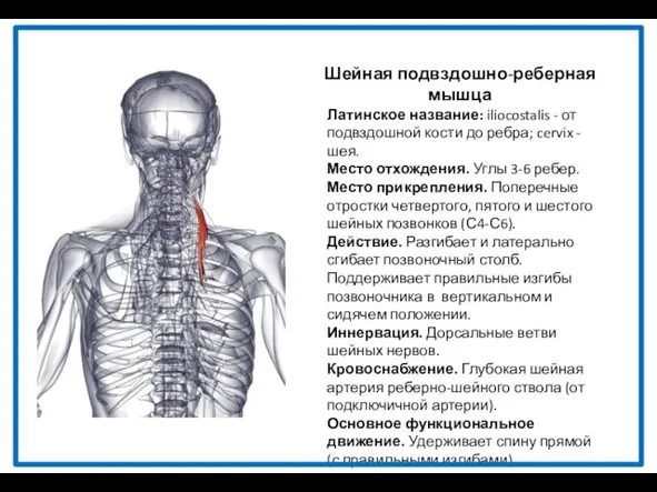 Шейная подвздошно-реберная мышца Латинское название: iliocostalis - от подвздошной кости до