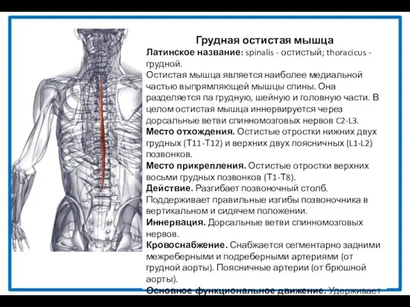 Грудная остистая мышца Латинское название: spinalis - остистый; thoracicus - грудной.