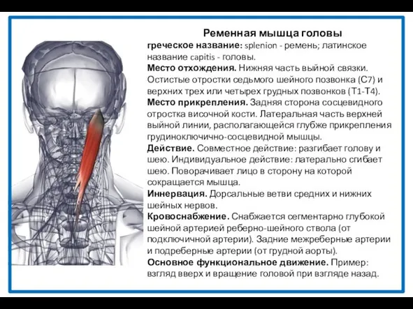 Ременная мышца головы греческое название: splenion - ремень; латинское название capitis