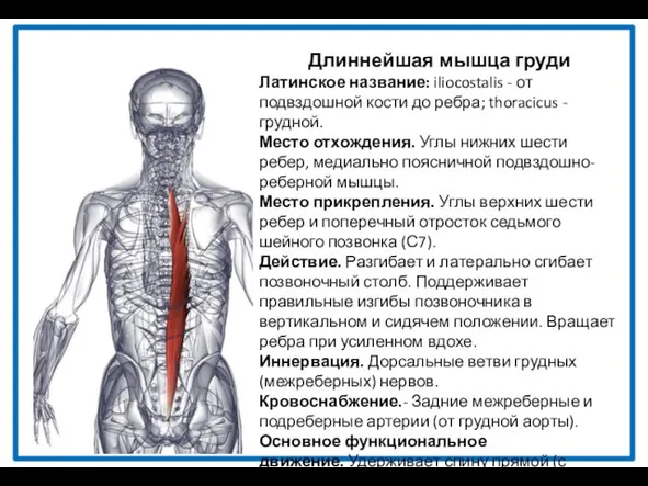 Длиннейшая мышца груди Латинское название: iliocostalis - от подвздошной кости до