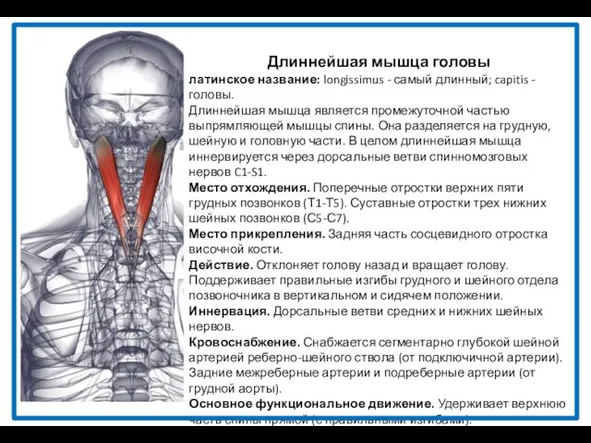 Длиннейшая мышца головы латинское название: longissimus - самый длинный; capitis -