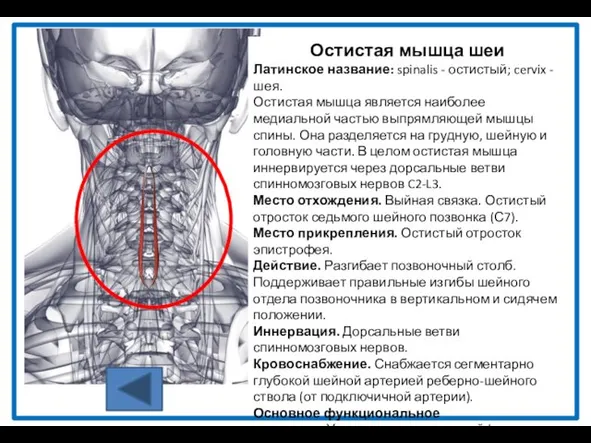 Остистая мышца шеи Латинское название: spinalis - остистый; cervix -шея. Остистая