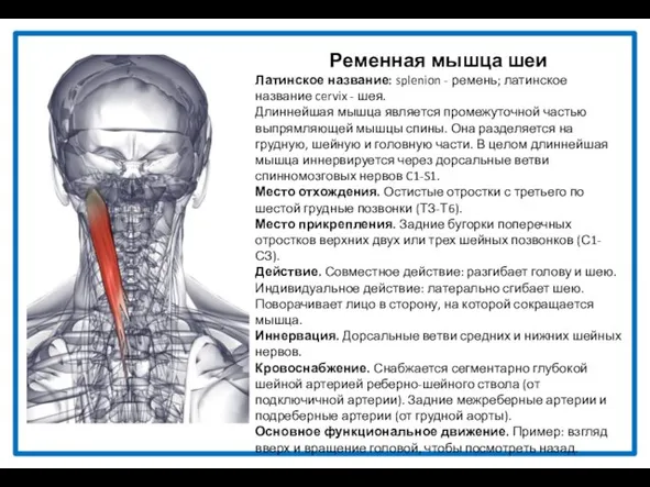 Ременная мышца шеи Латинское название: splenion - ремень; латинское название cervix