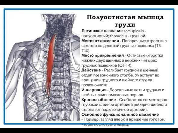 Полуостистая мышца груди Латинское название semispinalis - полуостистый; thoracicus - грудной.