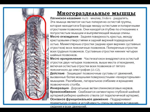 Многораздельные мышцы Латинское название multi - многие; findere - разделять. Эта