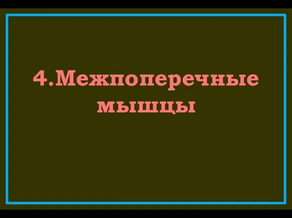 4.Межпоперечные мышцы