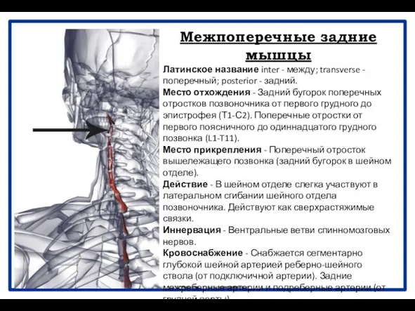 Межпоперечные задние мышцы Латинское название inter - между; transverse - поперечный;