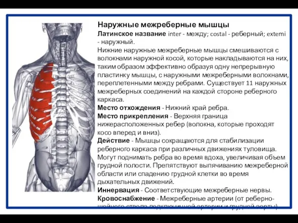 Наружные межреберные мышцы Латинское название inter - между; costal - реберный;