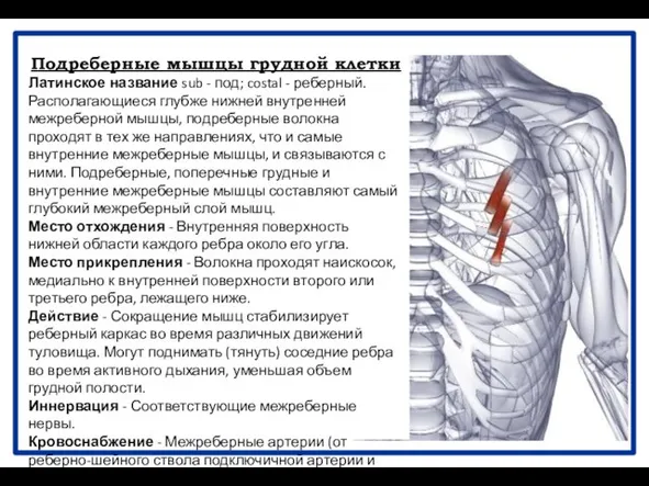 Подреберные мышцы грудной клетки Латинское название sub - под; costal -