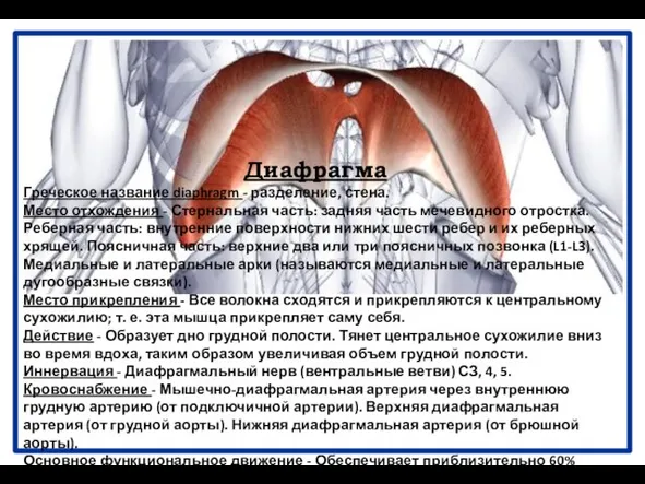 Диафрагма Греческое название diaphragm - разделение, стена. Место отхождения - Стернальная