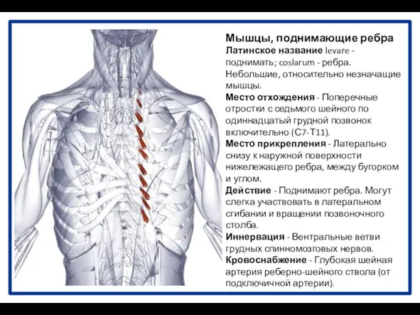 Мышцы, поднимающие ребра Латинское название levare - поднимать; coslarum - ребра.