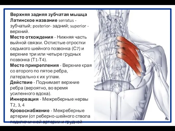 Верхняя задняя зубчатая мышца Латинское название serratus - зубчатый; posterior- задний;