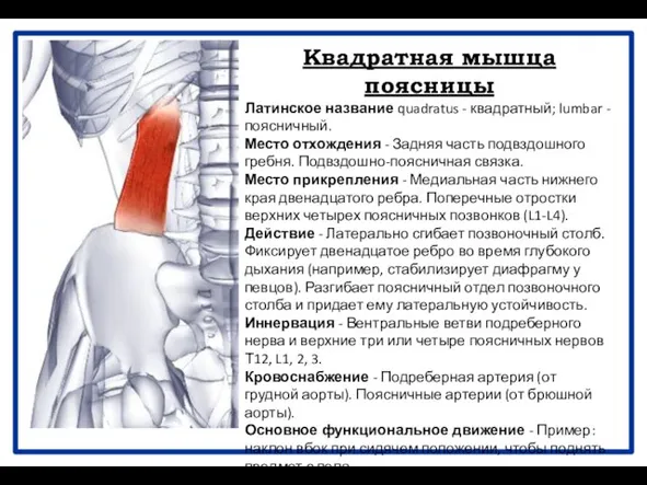 Квадратная мышца поясницы Латинское название quadratus - квадратный; lumbar - поясничный.