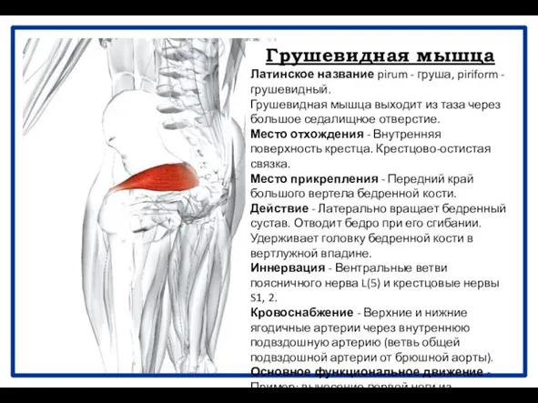 Грушевидная мышца Латинское название pirum - груша, piriform - грушевидный. Грушевидная