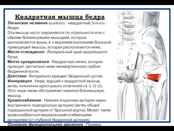 Квадратная мышца бедра Латинское название quadratus - квадратный; femoris - бедра.