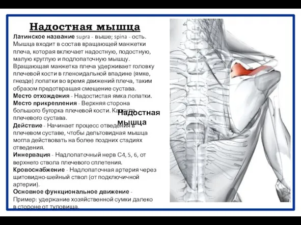 Надостная мышца Латинское название supra - выше; spina - ость. Мышца