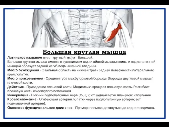 Большая круглая мышца Латинское название teres - круглый; major - большой.