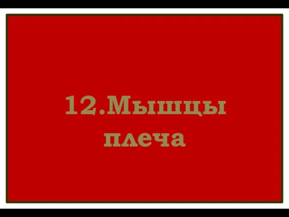 12.Мышцы плеча