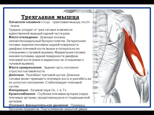Трехглавая мышца Латинское название triceps - трехглавая мышца; brachii - плеча.