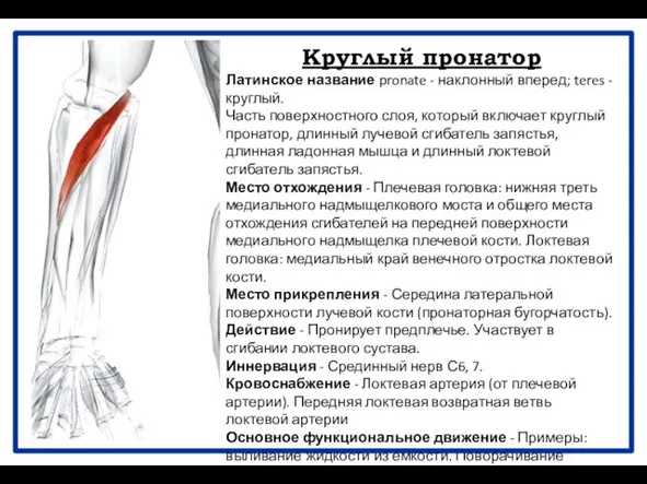 Круглый пронатор Латинское название pronate - наклонный вперед; teres - круглый.