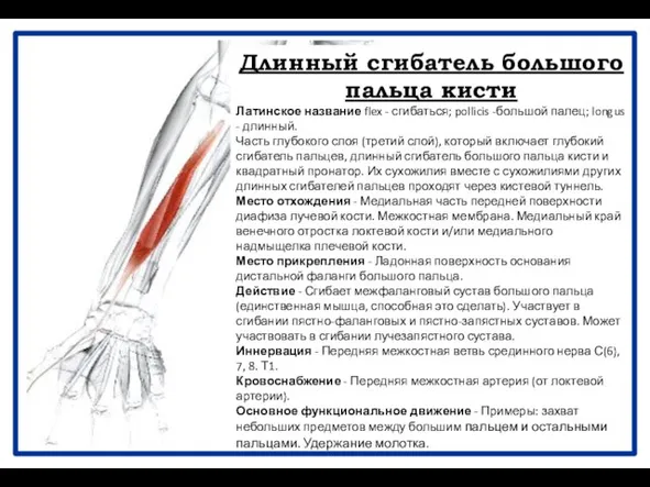 Длинный сгибатель большого пальца кисти Латинское название flex - сгибаться; pollicis