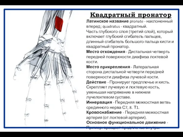 Квадратный пронатор Латинское название pronate - наклоненный вперед; quadratus - квадратный.