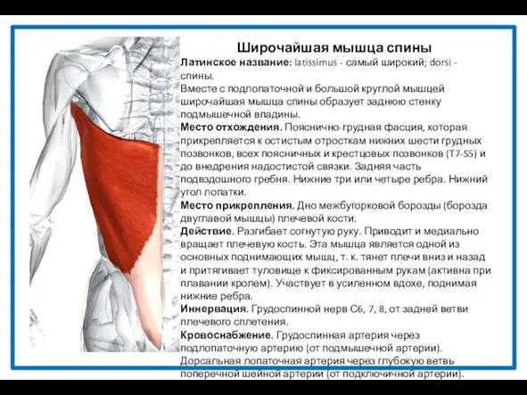 Широчайшая мышца спины Латинское название: latissimus - самый широкий; dorsi -