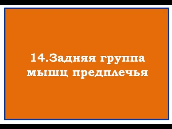 14.Задняя группа мышц предплечья