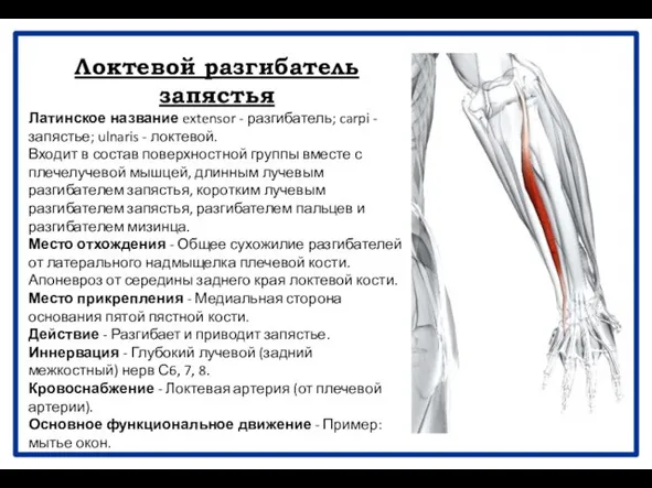 Локтевой разгибатель запястья Латинское название extensor - разгибатель; carpi - запястье;