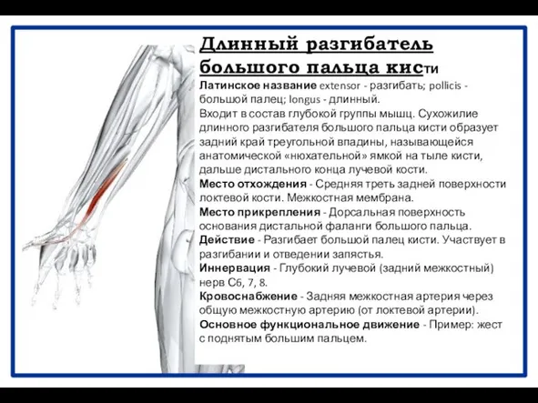 Длинный разгибатель большого пальца кисти Латинское название extensor - разгибать; pollicis