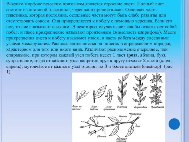 Важным морфологическим признаком является строение листа. Полный лист состоит из листовой