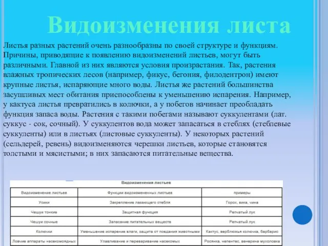 Видоизменения листа Листья разных растений очень разнообразны по своей структуре и