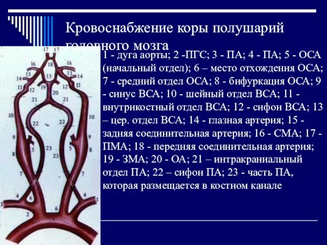 Кровоснабжение коры полушарий головного мозга 1 - дуга аорты; 2 -ПГС;