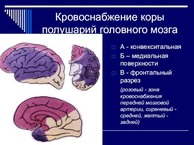 Кровоснабжение коры полушарий головного мозга А - конвекситальная Б – медиальная