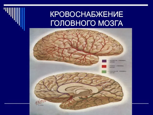 КРОВОСНАБЖЕНИЕ ГОЛОВНОГО МОЗГА