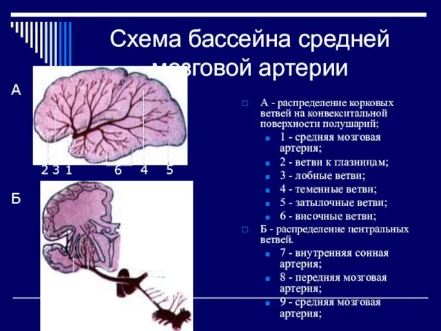 Схема бассейна средней мозговой артерии А - распределение корковых ветвей на