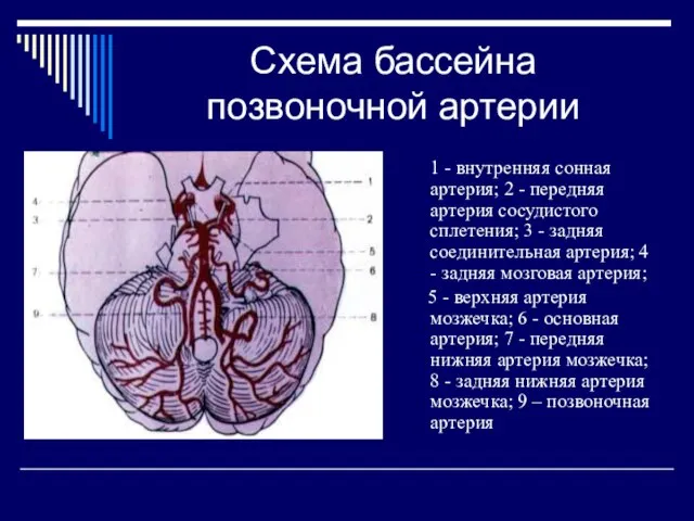 Схема бассейна позвоночной артерии 1 - внутренняя сонная артерия; 2 -