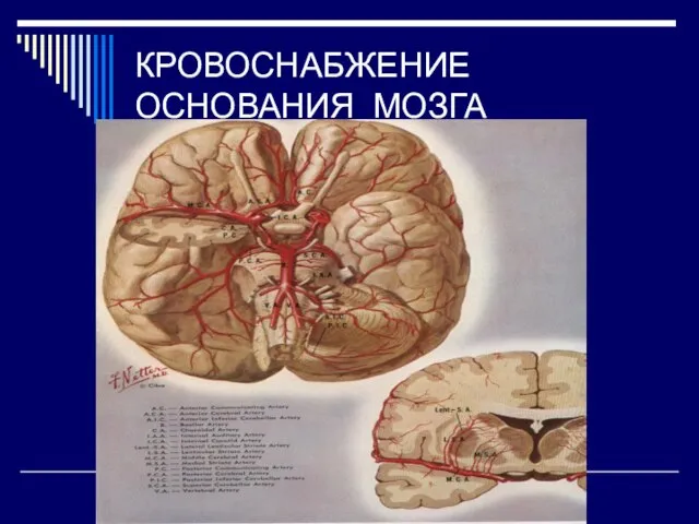 КРОВОСНАБЖЕНИЕ ОСНОВАНИЯ МОЗГА