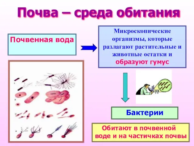 Почва – среда обитания Микроскопические организмы, которые разлагают растительные и животные