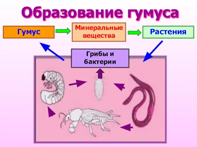 Образование гумуса Гумус Минеральные вещества Растения Грибы и бактерии