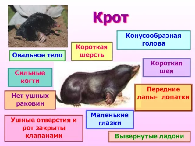 Крот Овальное тело Короткая шея Конусообразная голова Передние лапы- лопатки Вывернутые