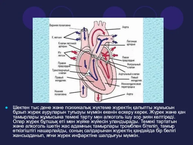 Шектен тыс дене және психикалық жүктеме жүректің қалыпты жұмысын бұзып жүрек