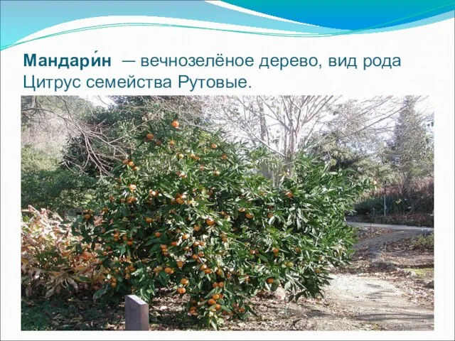 Мандари́н — вечнозелёное дерево, вид рода Цитрус семейства Рутовые.