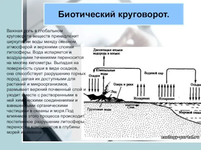 Биотический круговорот. Важная роль в глобальном круговороте веществ принадлежит циркуляции воды