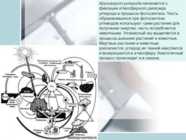 Круговорот углерода начинается с фиксации атмосферного диоксида углерода в процессе фотосинтеза.