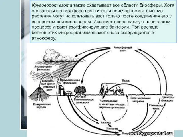 Круговорот азота также охватывает все области биосферы. Хотя его запасы в